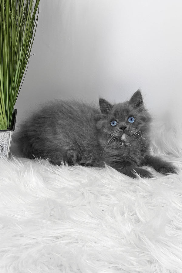 Quinn | Scottish Straight Longhair Kitten