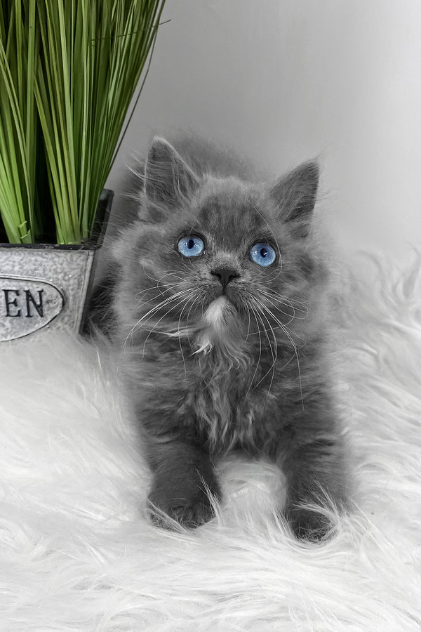 Quinn | Scottish Straight Longhair Kitten