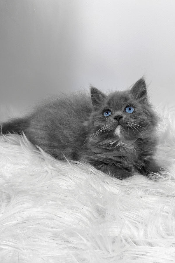 Quinn | Scottish Straight Longhair Kitten