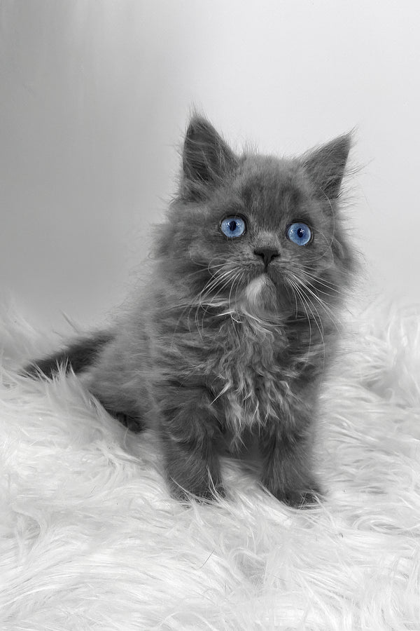 Quinn | Scottish Straight Longhair Kitten