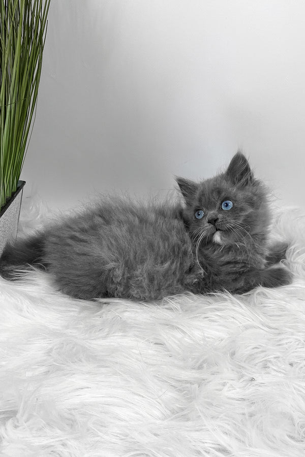 Quinn | Scottish Straight Longhair Kitten