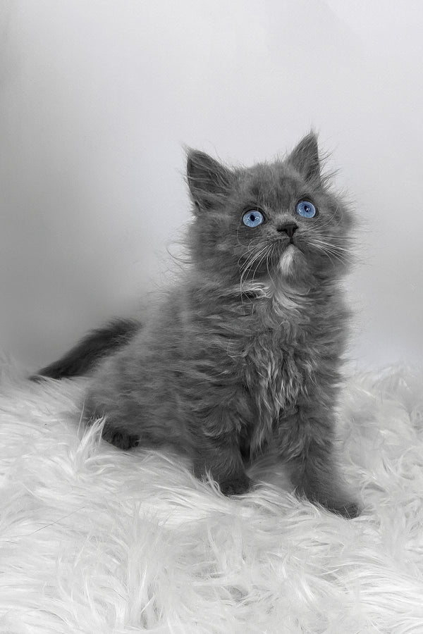 Quinn | Scottish Straight Longhair Kitten