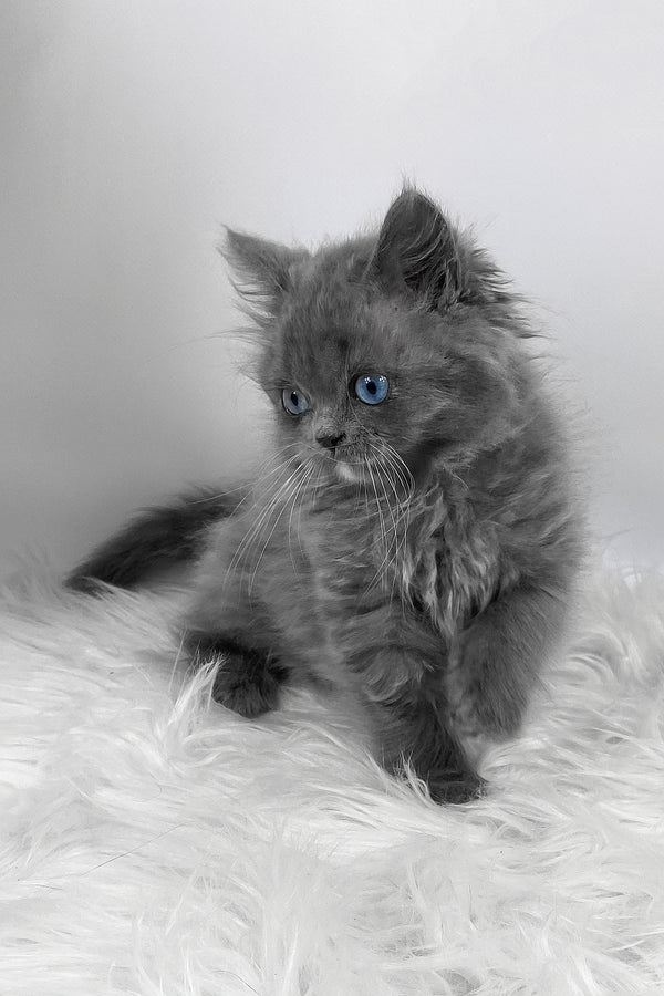 Quinn | Scottish Straight Longhair Kitten