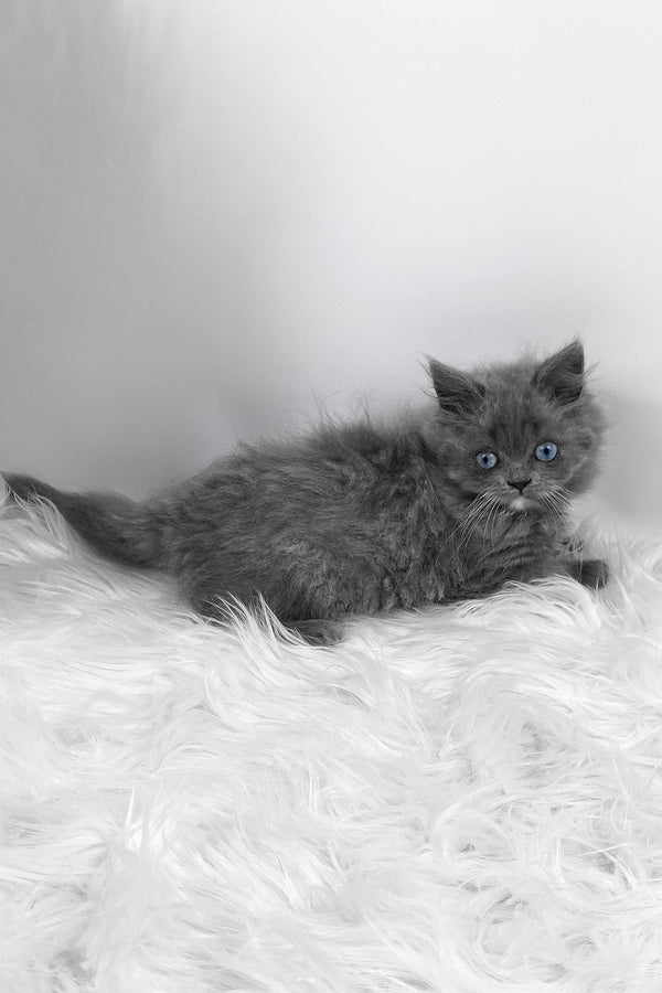 Quinn | Scottish Straight Longhair Kitten