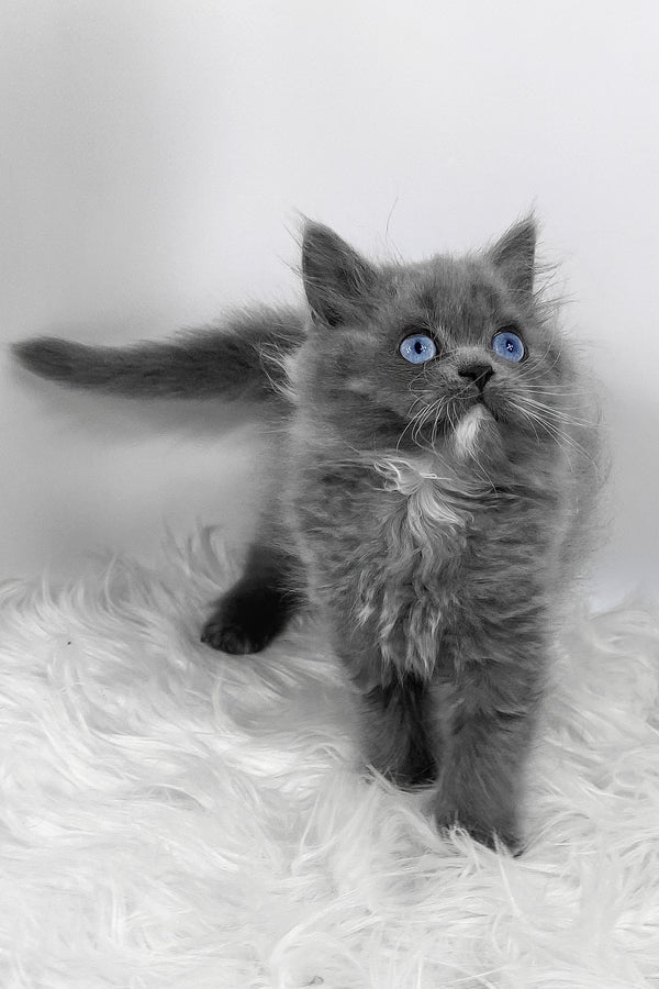 Quinn | Scottish Straight Longhair Kitten