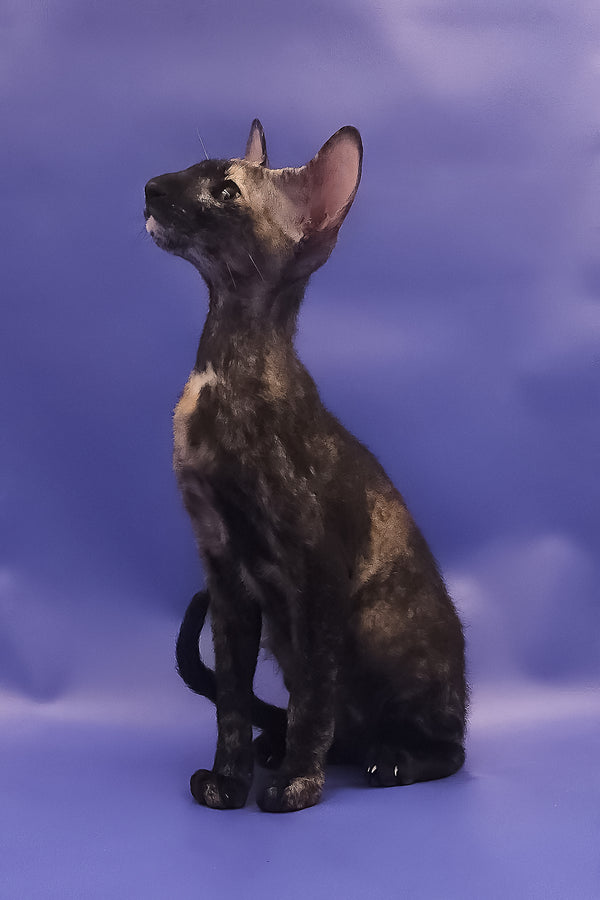 A sleek black tortoise peterbald kitten with large ears sits poised on a soft purple backdrop in adoption journey