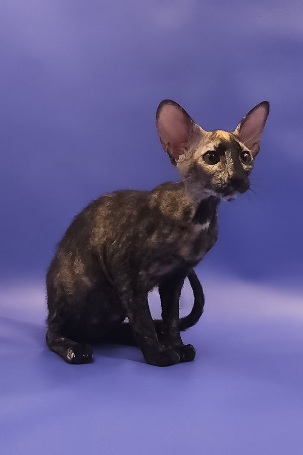 A sleek black tortoise peterbald kitten with a dark brown marbled coat sitting alertly for adoption journey