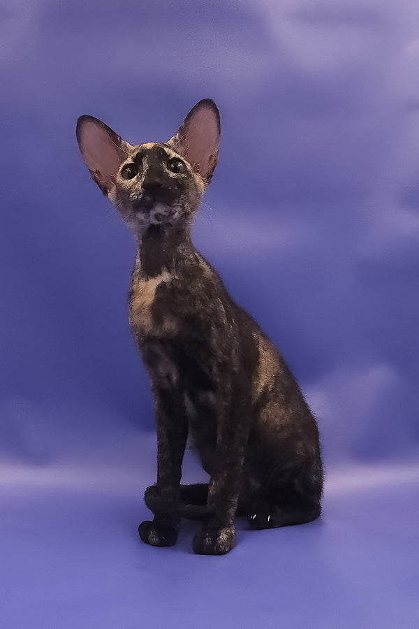 A sleek dark black tortoise peterbald kitten with large ears poses against a soft purple backdrop for adoption journey