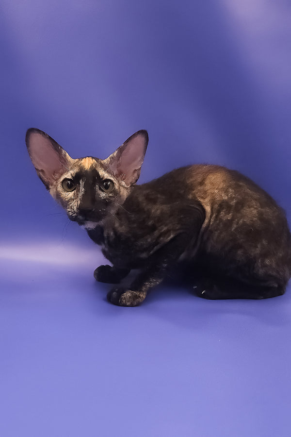 A sleek black tortoise peterbald kitten with large ears sitting against a purple background perfect for your adoption journey