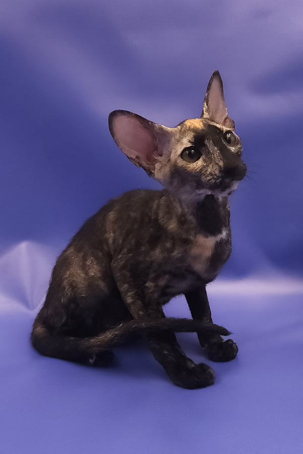 A sleek black tortoise peterbald kitten with curly coat and large ears posing on a soft blue backdrop for adoption journey