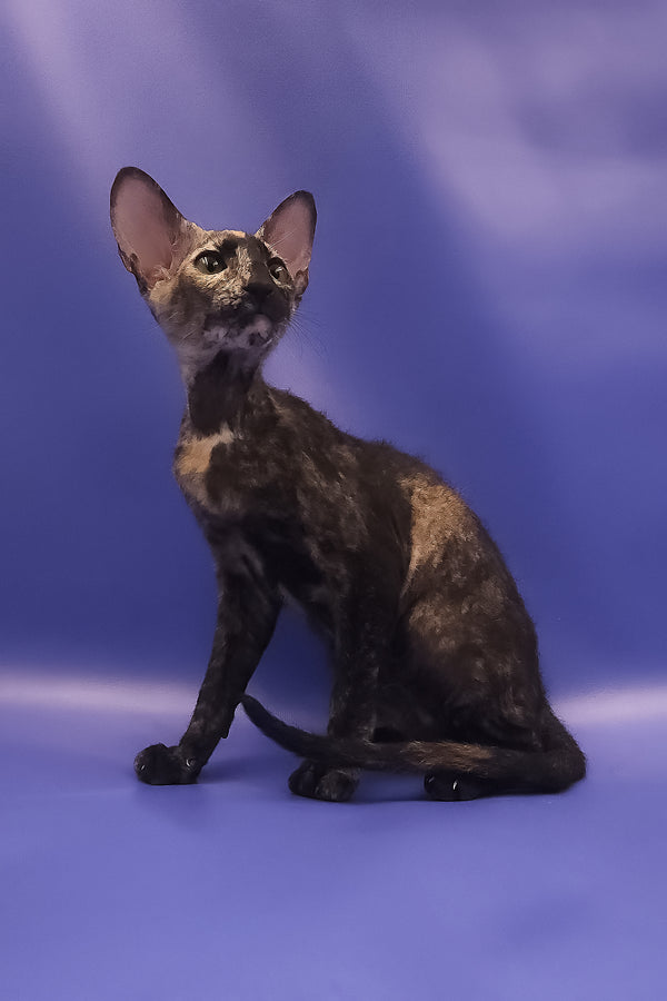 A sleek black tortoise peterbald kitten with large ears sits against a soft purple backdrop for adoption journey