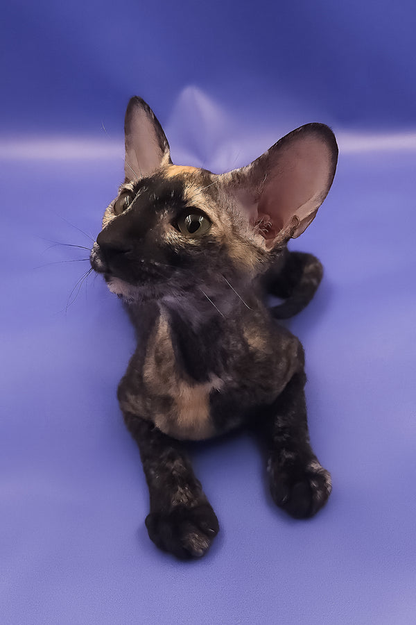 A sleek black tortoise peterbald kitten named queen of spades with green eyes resting on a purple surface for adoption journey