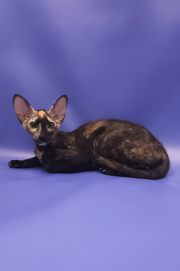 A sleek black tortoise peterbald kitten with green eyes lounges on purple backdrop perfect for adoption journey