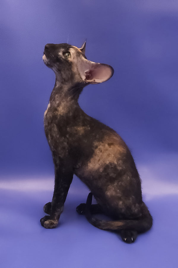 A sleek black tortoise peterbald kitten with large ears sits poised against a blue backdrop for adoption journey