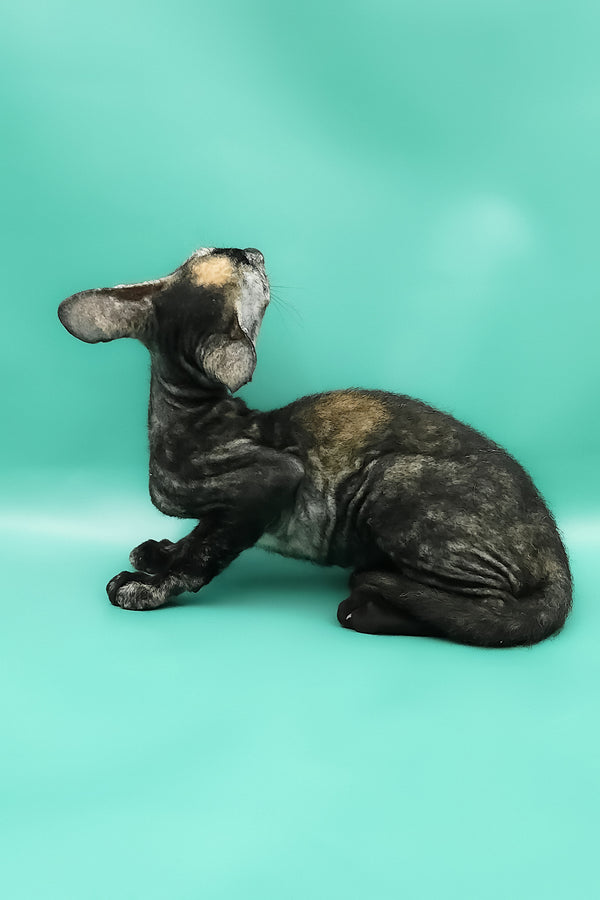 Queen of Spades | Peterbald Kitten
