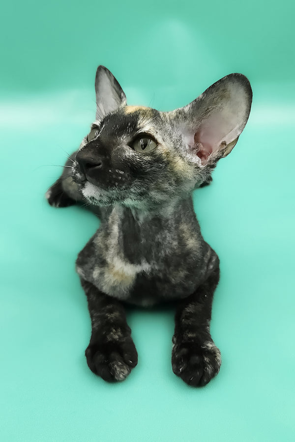 Queen of Spades | Peterbald Kitten