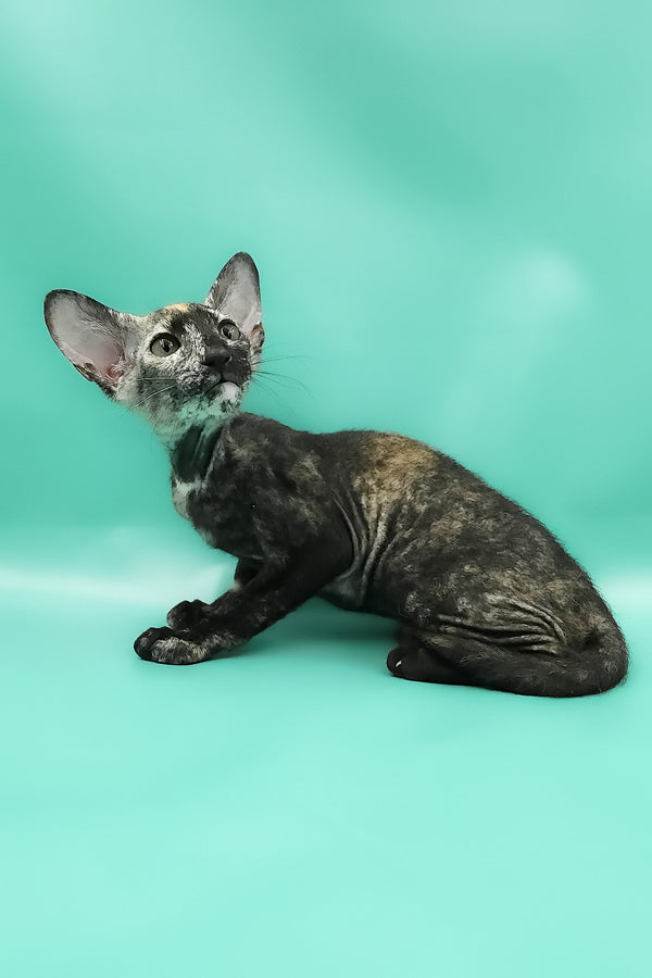Queen of Spades | Peterbald Kitten