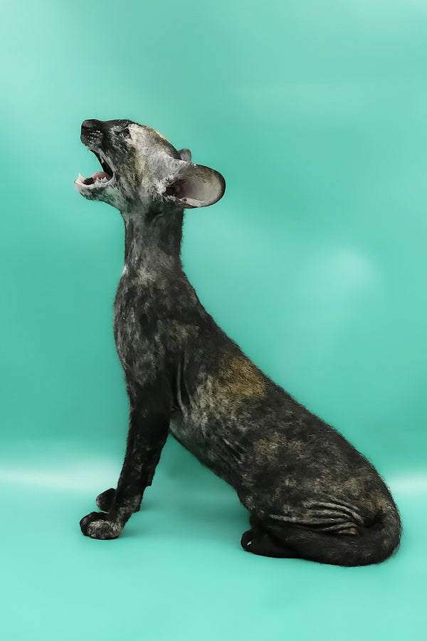 Queen of Spades | Peterbald Kitten