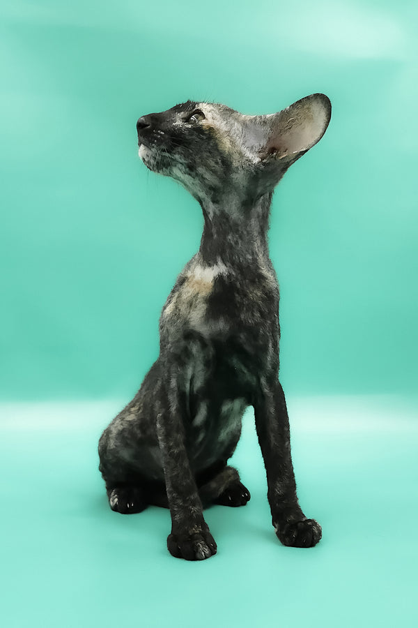Queen of Spades | Peterbald Kitten