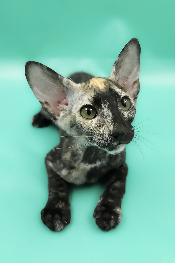 Queen of Spades | Peterbald Kitten
