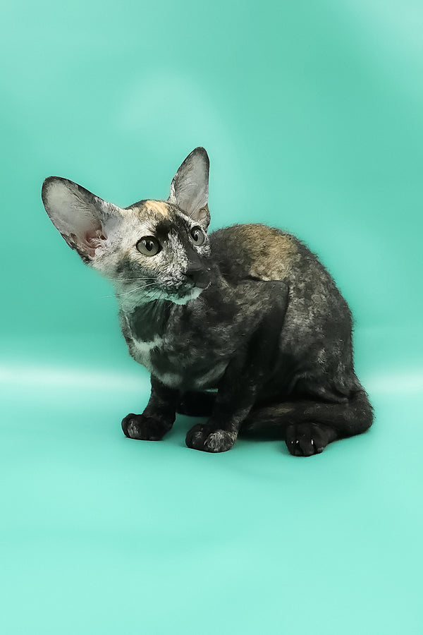 Queen of Spades | Peterbald Kitten