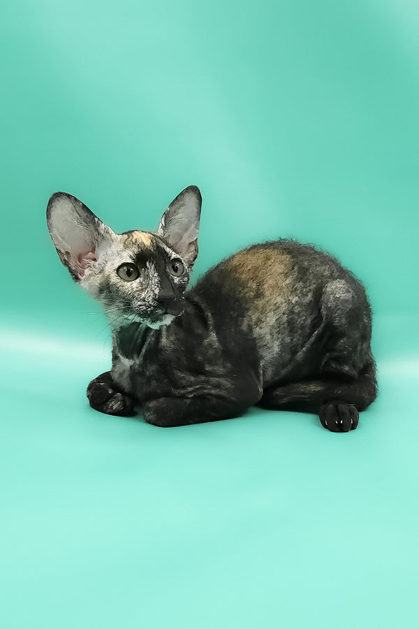 Queen of Spades | Peterbald Kitten