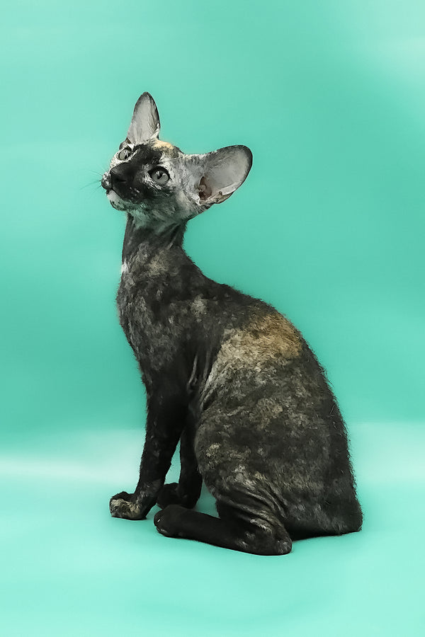 Queen of Spades | Peterbald Kitten