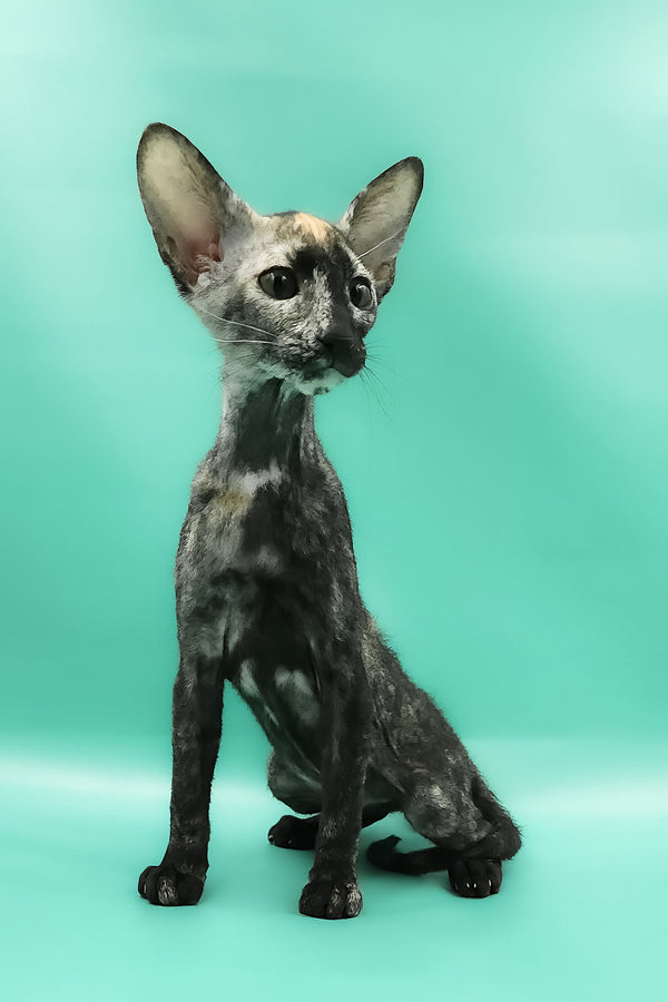 Queen of Spades | Peterbald Kitten