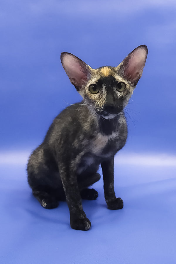 Queen of Spades | Peterbald Kitten
