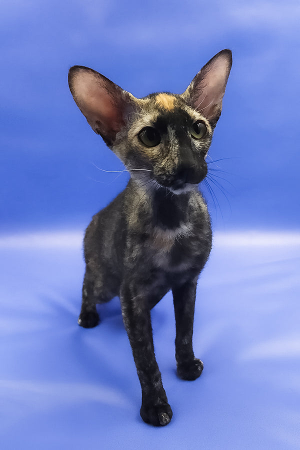 Queen of Spades | Peterbald Kitten