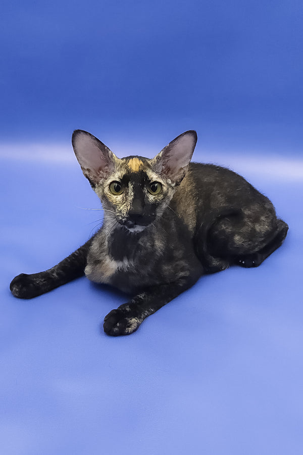 Queen of Spades | Peterbald Kitten