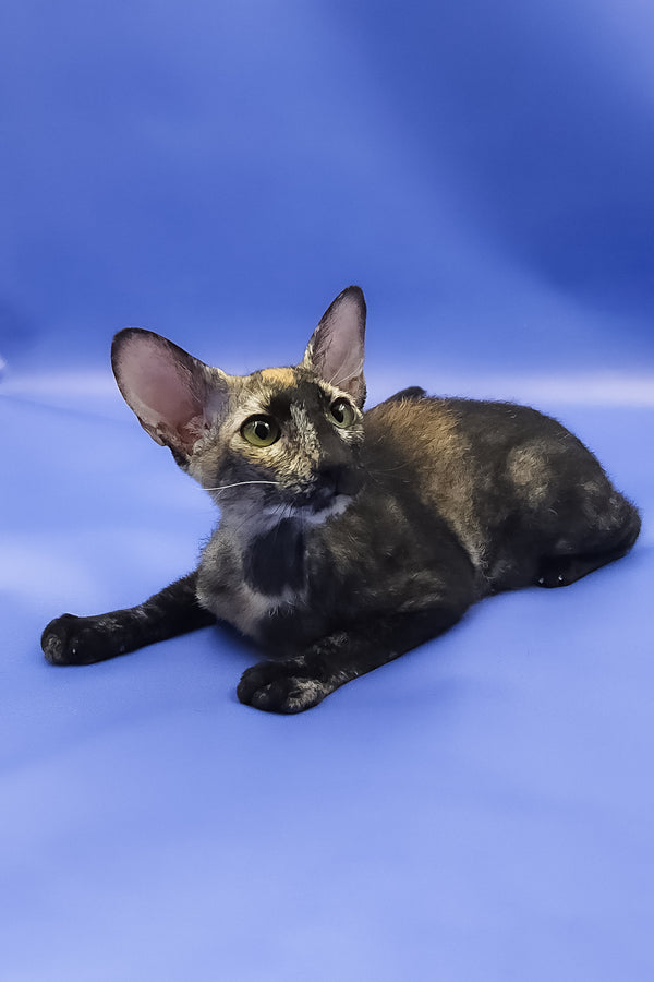 Queen of Spades | Peterbald Kitten