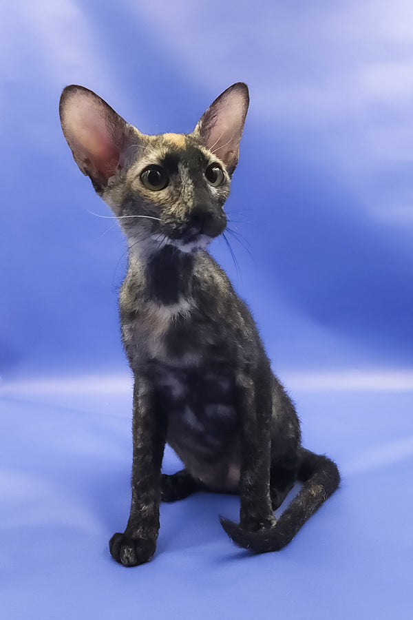 Queen of Spades | Peterbald Kitten