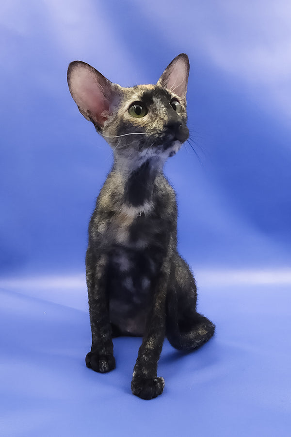 Queen of Spades | Peterbald Kitten