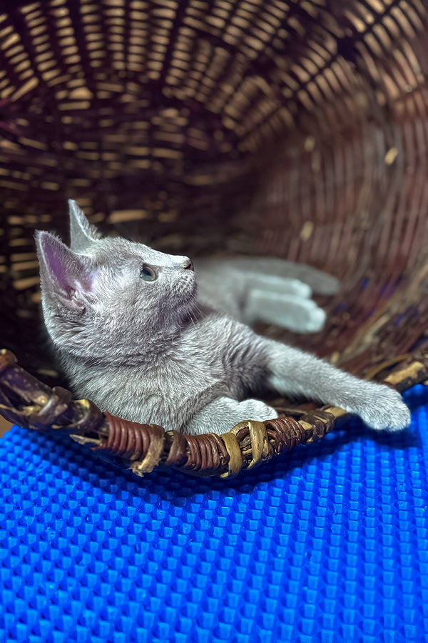 Queenes | Russian Blue Kitten