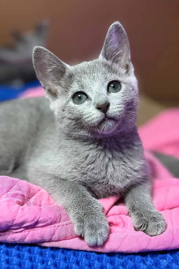 Queenes | Russian Blue Kitten