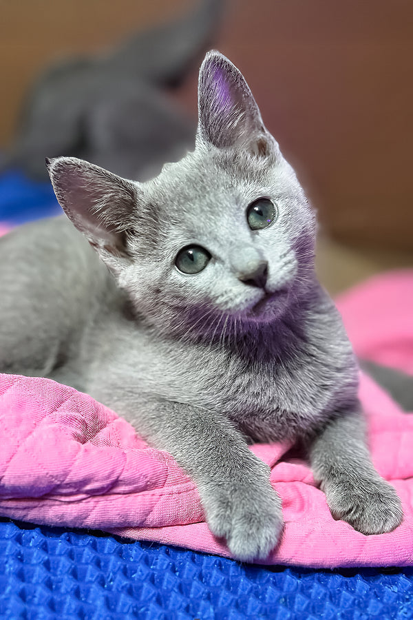 Queenes | Russian Blue Kitten