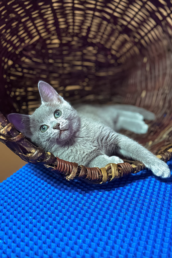 Queenes | Russian Blue Kitten