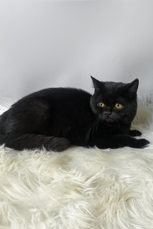 Quen | Scottish Straight Kitten