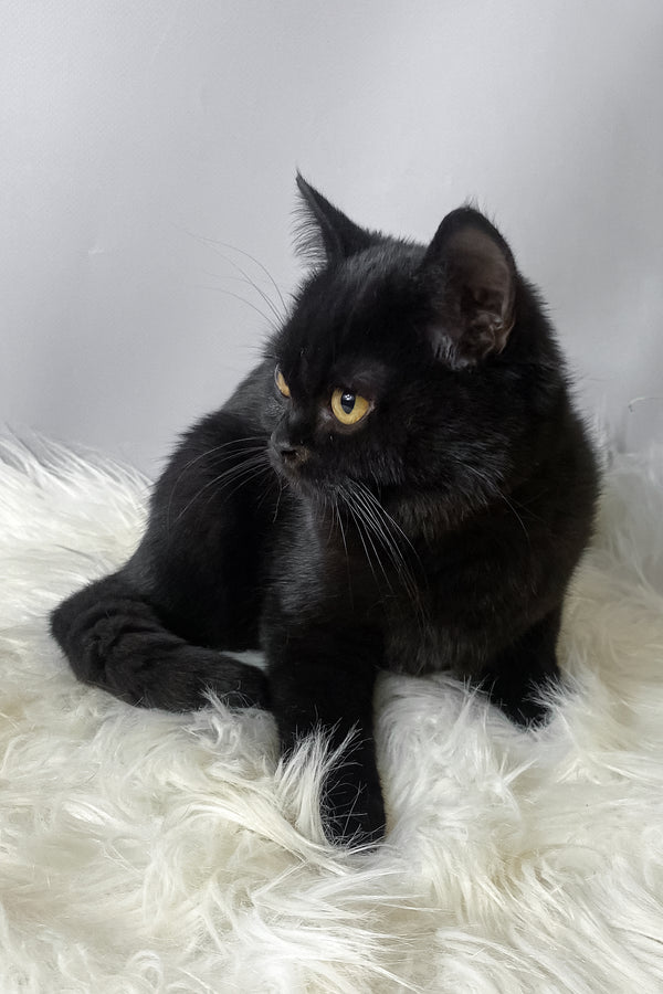 Quen | Scottish Straight Kitten