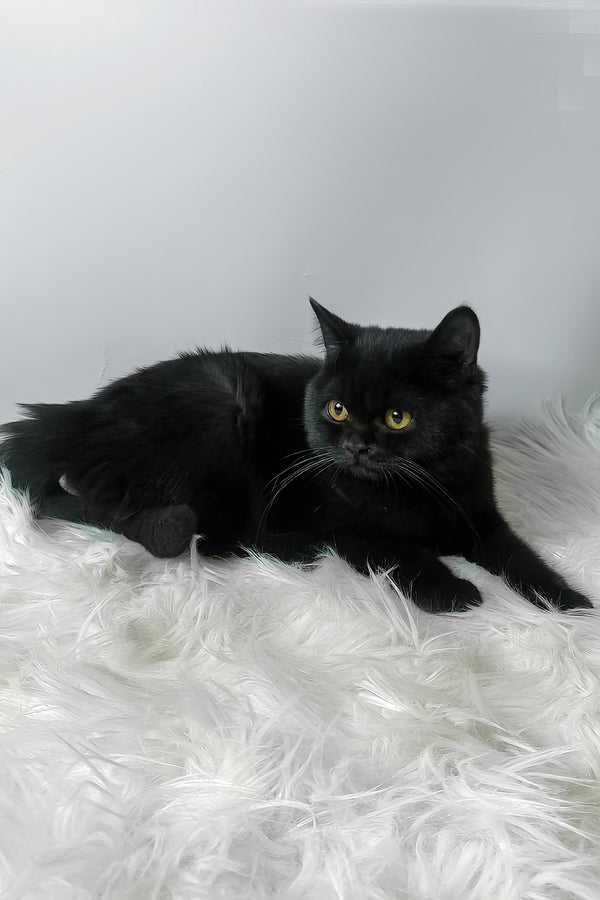 Quen | Scottish Straight Kitten