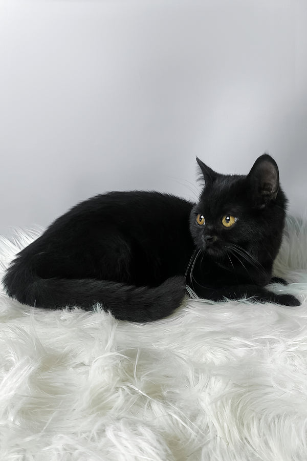 Quen | Scottish Straight Kitten