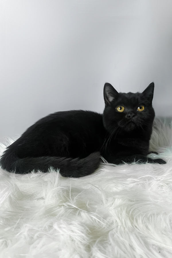 Quen | Scottish Straight Kitten