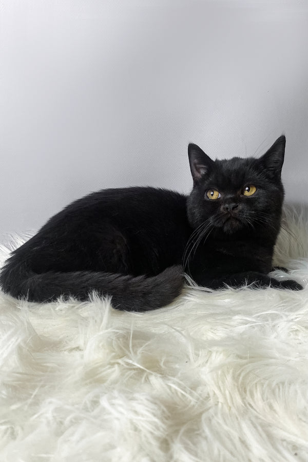 Quen | Scottish Straight Kitten