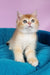 Quest | British Shorthair Kitten
