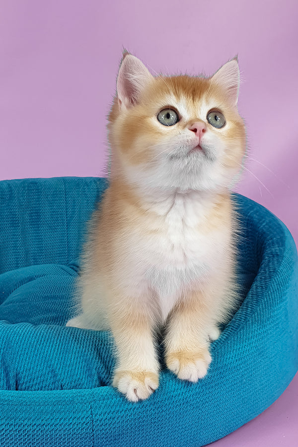 Quest | British Shorthair Kitten