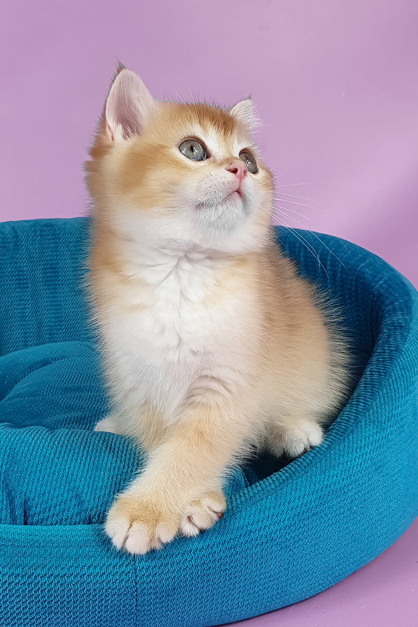 Quest | British Shorthair Kitten