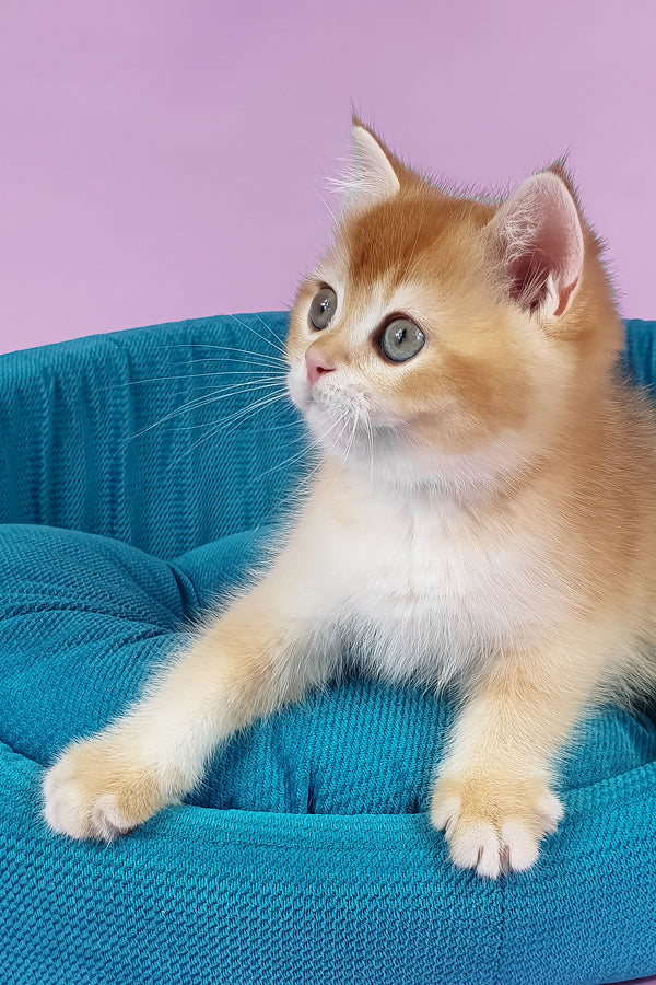 Quest | British Shorthair Kitten