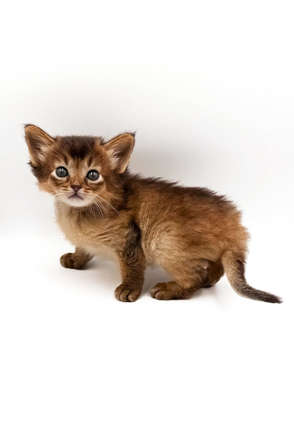 Quick | Somali Kitten