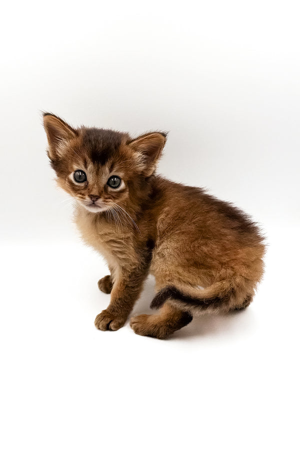 Quick | Somali Kitten